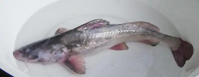 p>长吻鮠(学名: i>leiocassis longirostris /i>)是鲿科,鮠属鱼类.