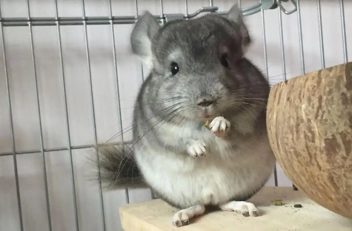 龙猫长什么样?这四个特征你确定不看看?