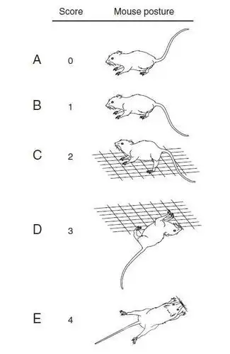 cage, the mouse may misstep and the hindlimb foot may protrude