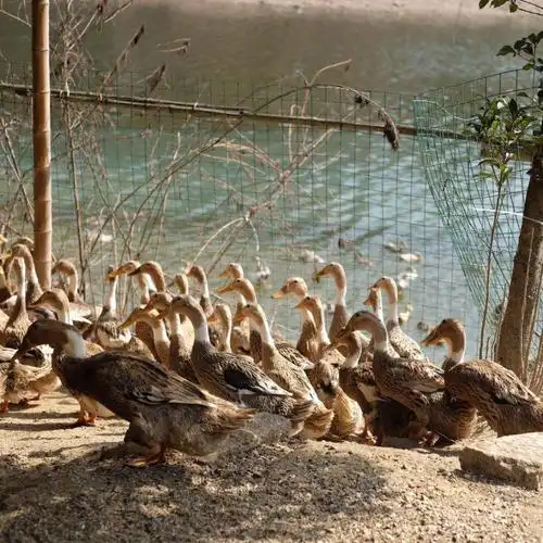 农家土鸭麻鸭老鸭活鸭现杀老鸭子1.5kg