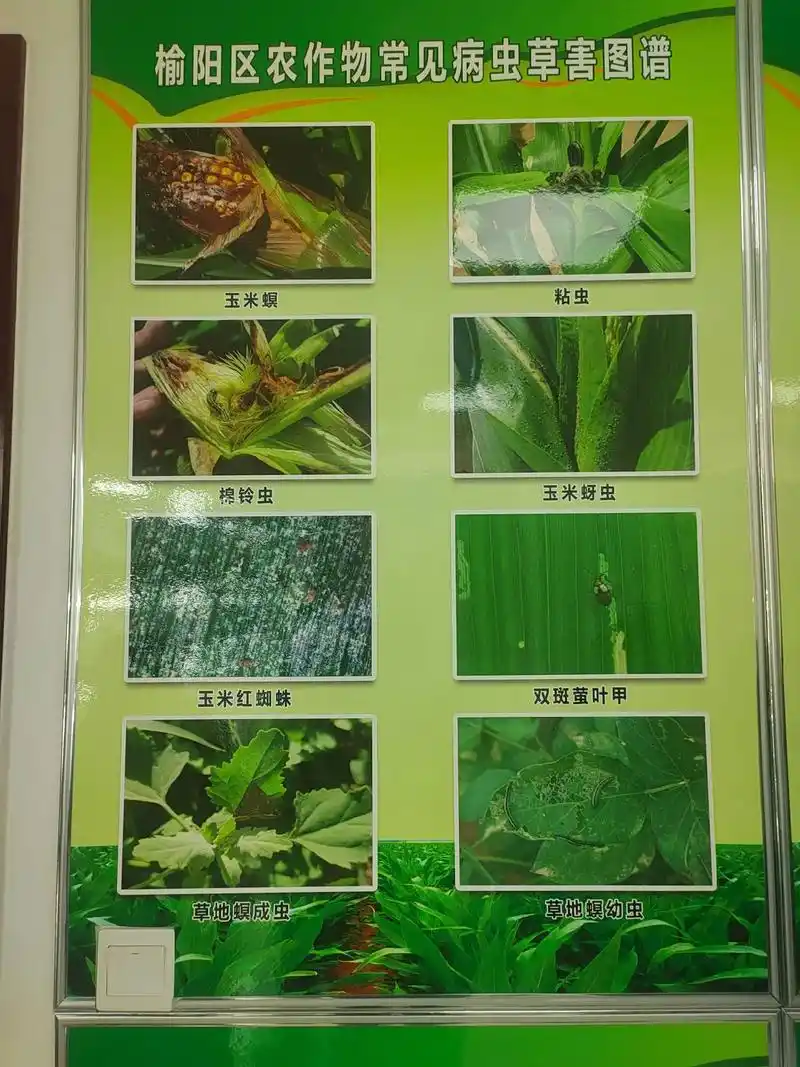 成虫(准) 玉米灰斑痛 若虫 成虫(群) 玉米弯孢叶斑病 白 - 抖音