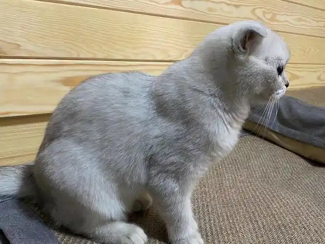 求助折耳猫一定会发病吗