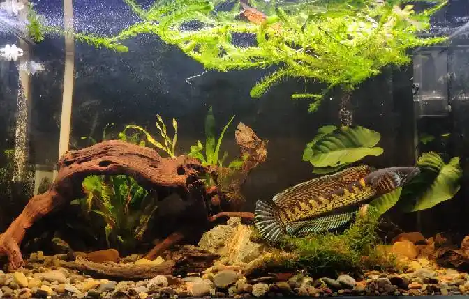 雷龙鱼原生造景