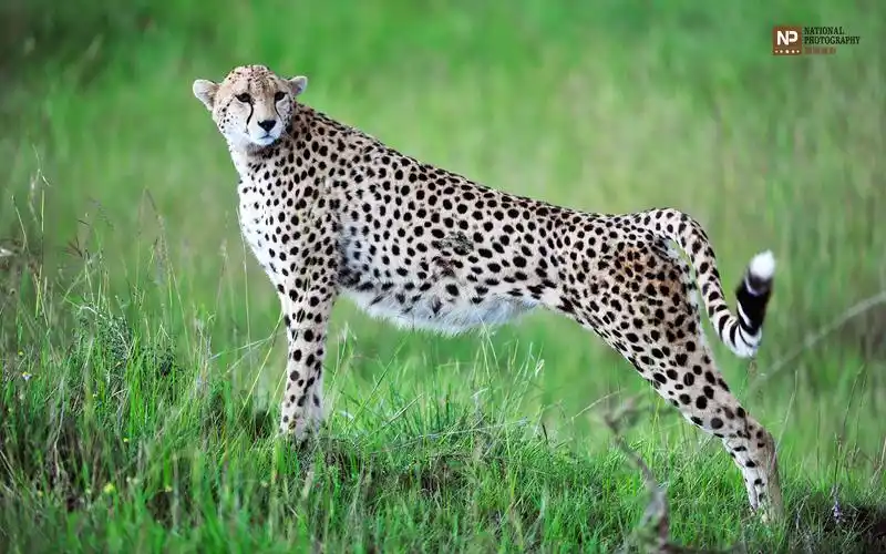 非洲猎豹壁纸图片