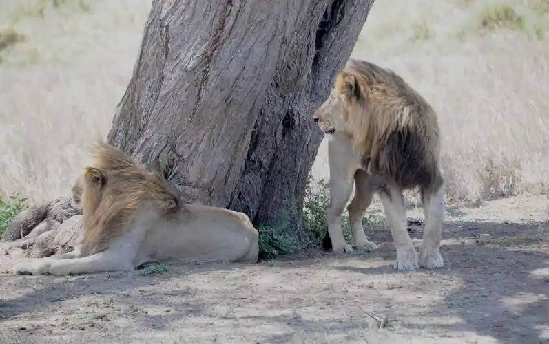 父子俩.老爸时不时四处看看,儿子基本上都在昏睡.