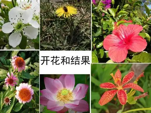 5-5植物的开花和结果ppt