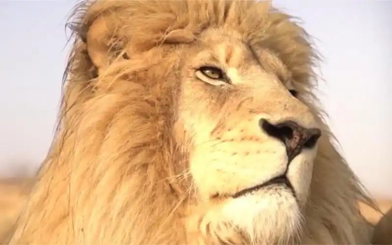 [gg中心]美丽动人的它们 中心狮子宣传片