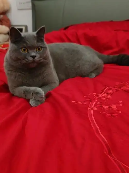 感觉蓝猫猫跟红色还是很配的