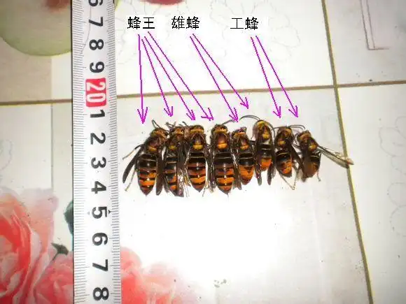 黄脚胡蜂三型蜂对比.jpg