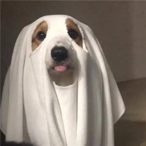 高级又沙雕的宠物头像 好玩的萌宠搞笑图片笑死人头像_动物头像_头像