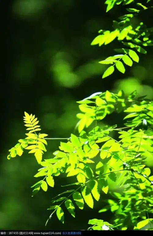 阳光下的绿树叶