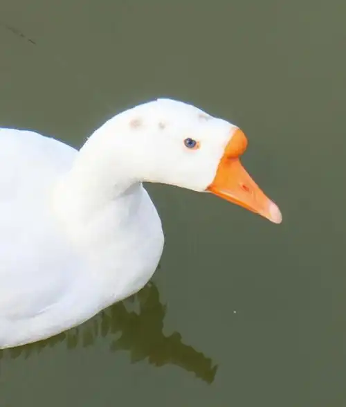 分享一只可爱的小鹅鹅