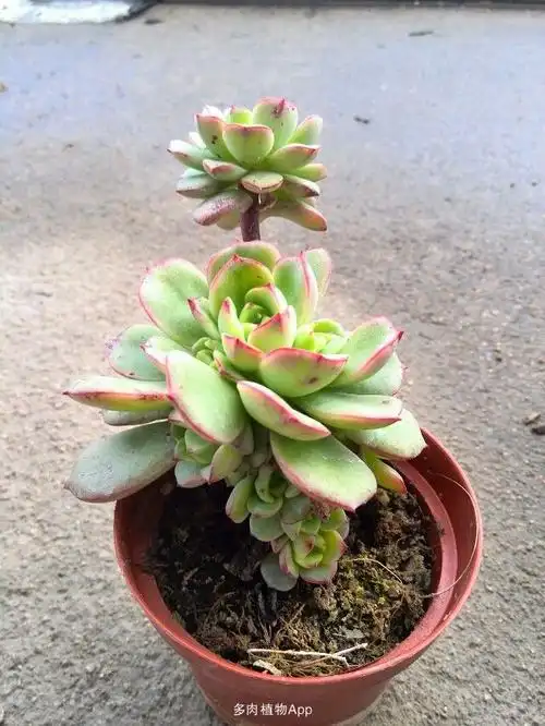 【绿木阁园艺】自己房顶上的多肉小棚,喜欢的来看看