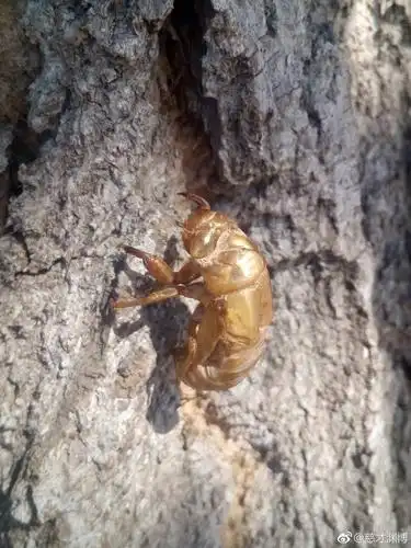 金蝉壳摄影慈才渊博