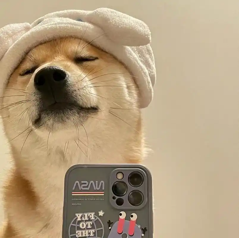 狗狗的自拍到底有多可爱,小柴笑起来相当的治愈,柴犬表情包,柴犬头像