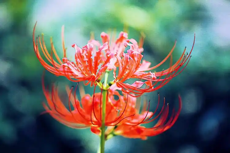 曼珠沙华唯美高清桌面壁纸