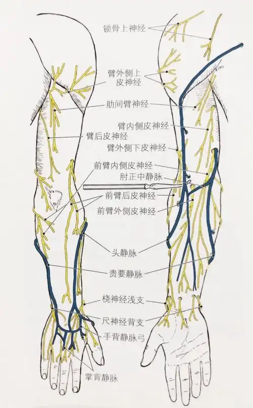 上肢痛只是颈椎的问题也许是臂丛神经被卡压了