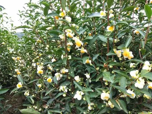 曝光100万棵清雅脱俗的茶树花迎风怒放绝美还免费