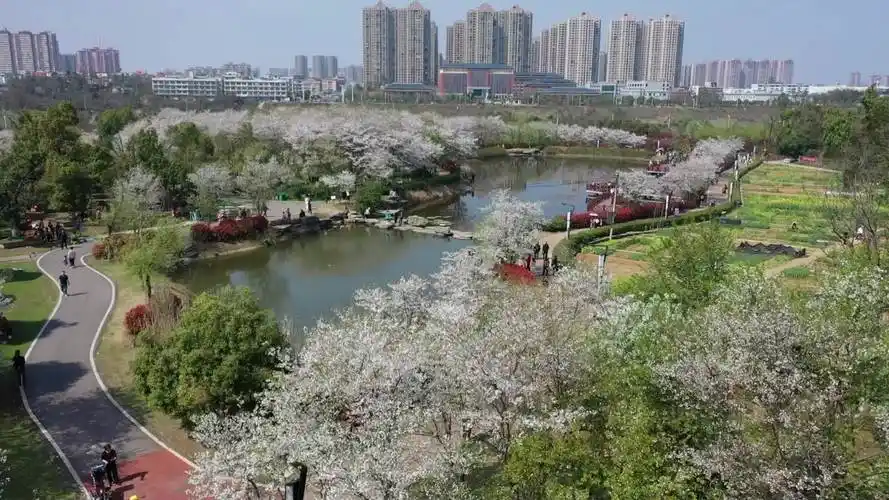 走进玉湖公园 与300亩樱花美丽相约