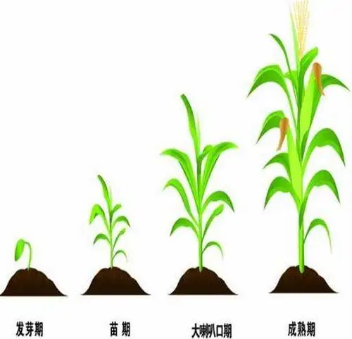 玉米"预胜"二次包衣,让您的种子在地里无坚不摧!