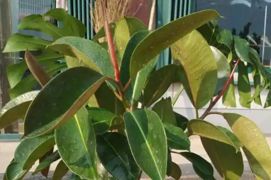 掉是怎么回事(橡皮树为什么黄叶掉叶)(橡皮树叶子发黄掉落怎么回事)