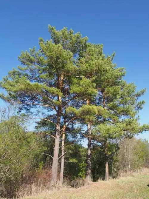 酷爱花叶的美篇