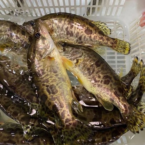 正宗纯大鳜鱼鲜活活鱼波纹鳜淡水鱼新鲜季花鱼现杀发货1斤