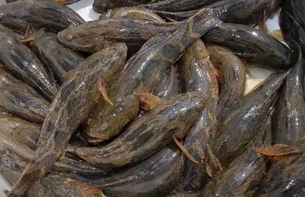 广分布于世界各地热带及亚热带,常见的中华乌塘鳢,尖头塘鳢,沙塘鳢等