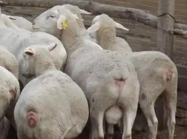 母羊一直不怀孕是怎么回事?看完本文就明白了