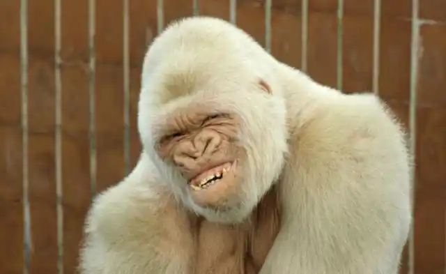 一脸坏笑啊!看来这只大猩猩还是非常乐观的,鼻子都笑成一个心形了啊!