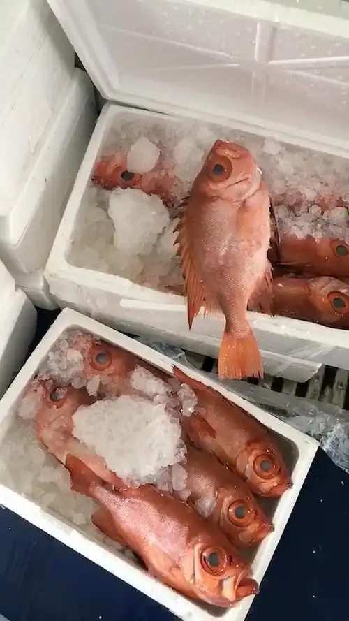 我要上热门#大眼鸡,大眼鸡鱼,金目鲷,金时鲷