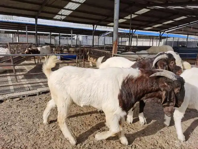 杂交波尔山羊图片富奥牧业图文并茂