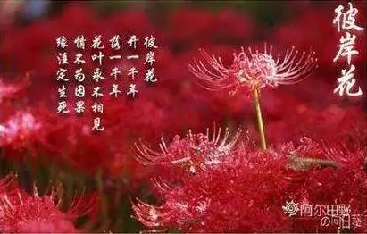 彼岸花花语的由来也是根据它的传说得来的!