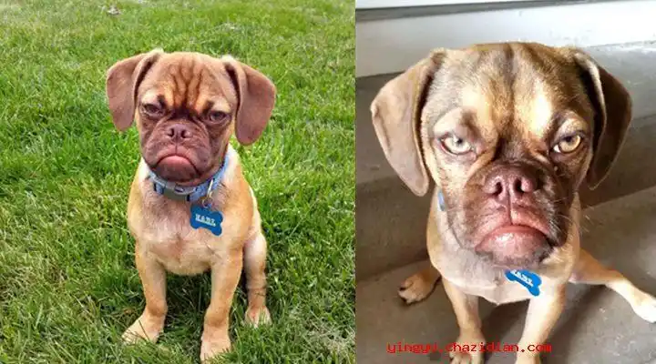 美国"不爽狗"在网上走红