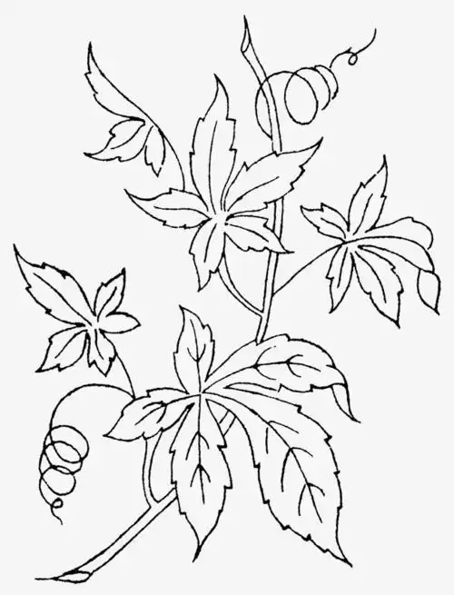 叶子与花的素描简笔画素材