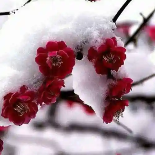 傲雪红梅65头像