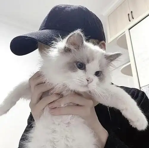 男生头像|抱猫_网易订阅