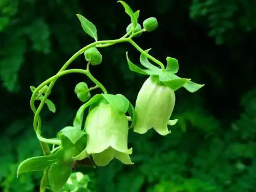 党参图片 党参野菜图片[5/9]_植物花卉_美桌网