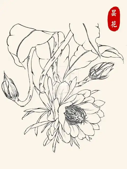 国画入门|98线描/白描花卉合集97持续更新6015