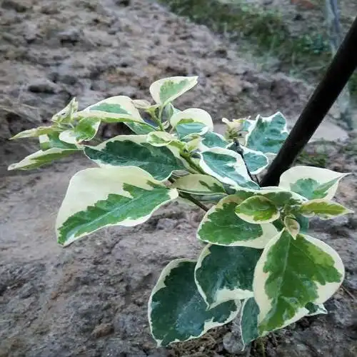 香港丽人冰激凌三角梅-香港丽人冰激凌三角