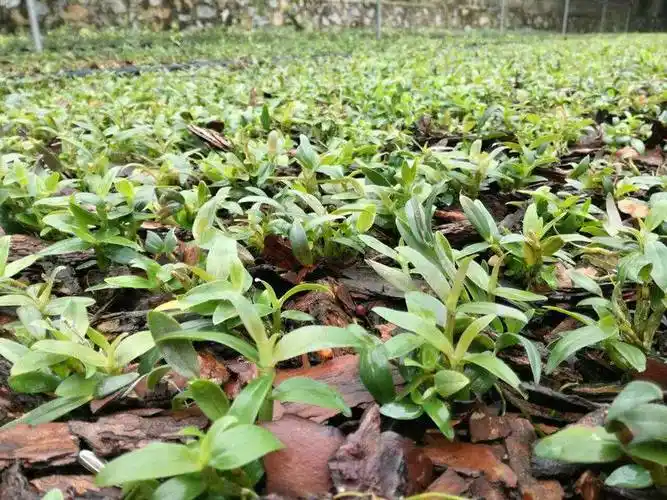 广西现货供货铁皮石斛苗高存活野生组培铁皮石斛苗