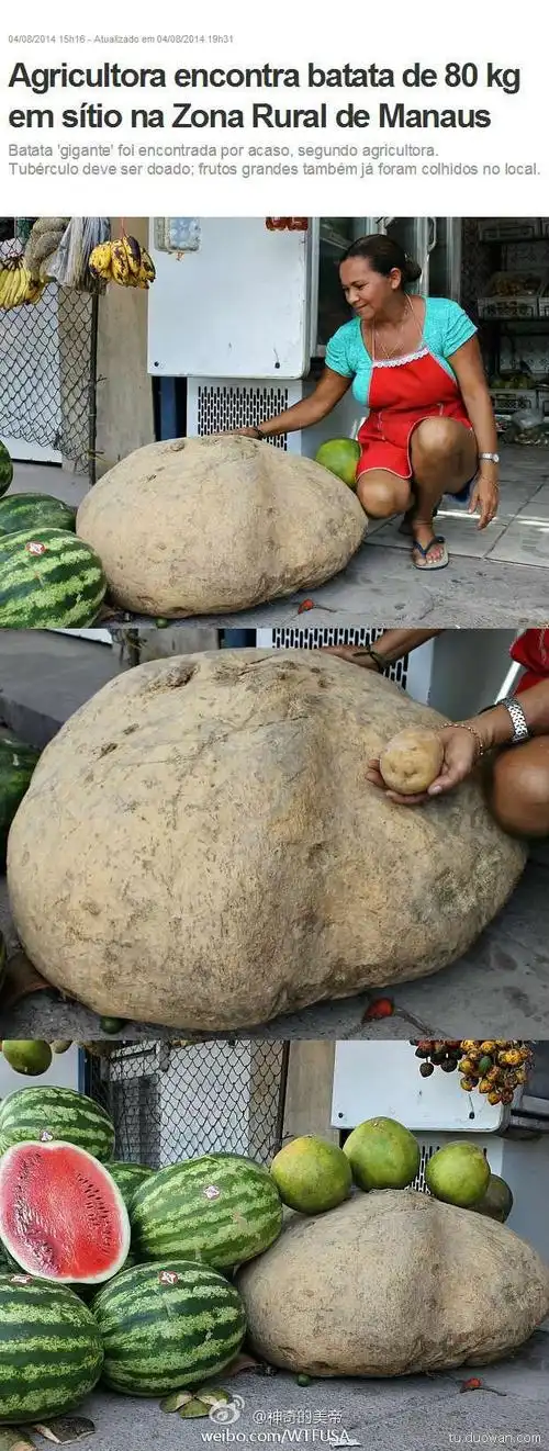 巴西玛瑙斯农家收获80公斤超大土豆,简直是块石头啊这