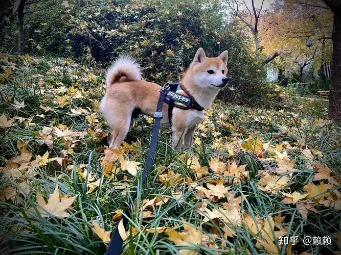 一岁的柴犬还是长得像狐狸,是不是被骗了? - 知乎