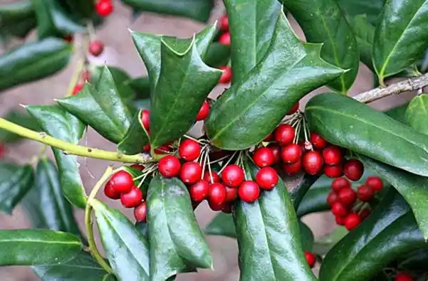 猫爪刺的功效与作用 可以熬水喝吗 猫爪刺泡澡的功效与作用- 明鑫家政