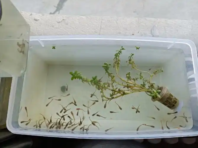 夏天养孔雀鱼的快乐