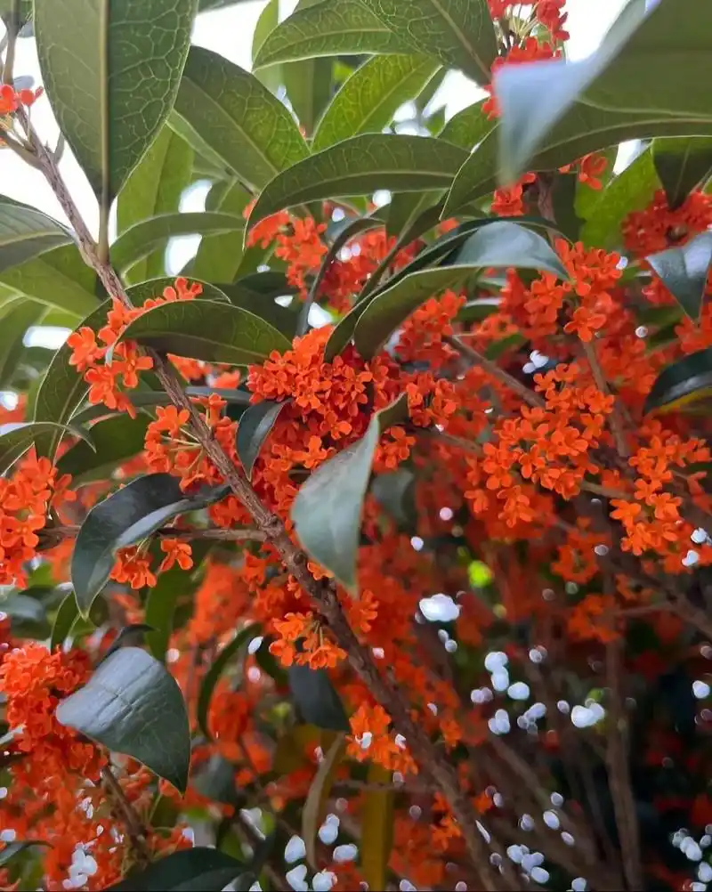 名贵品种,丹桂,状元红,金桂.#桂花香 #状元红桂花树 #丹 - 抖音