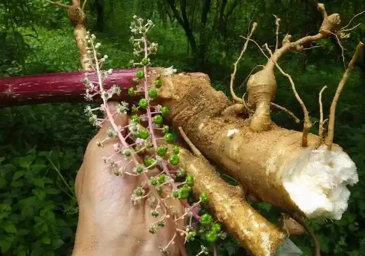 错当人参的"老毒物",无良商家的"赚钱法宝"商陆,有毒有价值