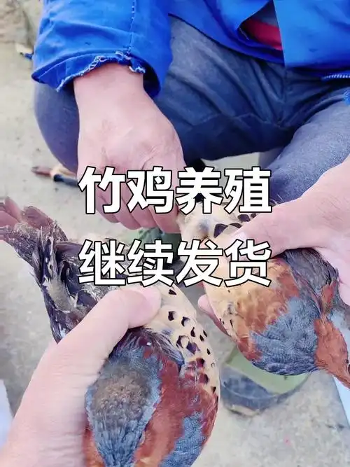 十月七日竹鸡发货,公母搭配美丽羽毛,吃饱喝足再抓