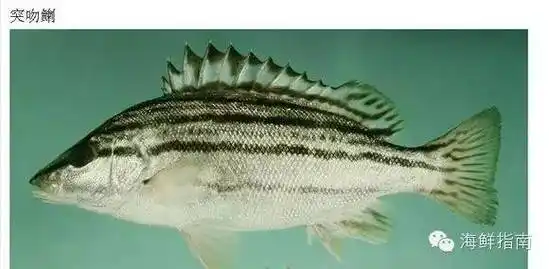 常见海水鱼类图谱大全