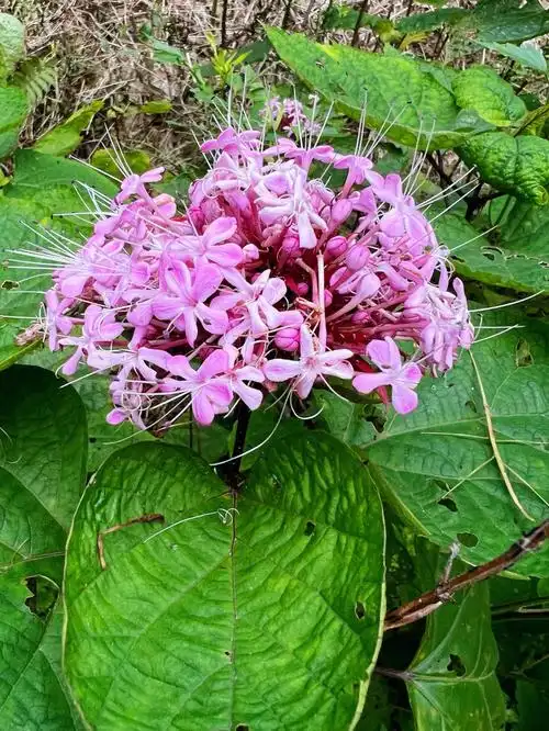小时候又喜欢又讨厌的臭花